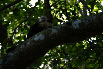 Female capuchin monkey with its young in the rainforest of Costa Rica