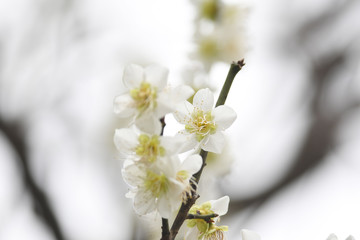 Fototapeta premium 梅の花 白梅