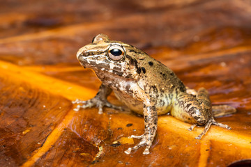Common rain frog on a fallen leaf in the jungle of Costa Rica