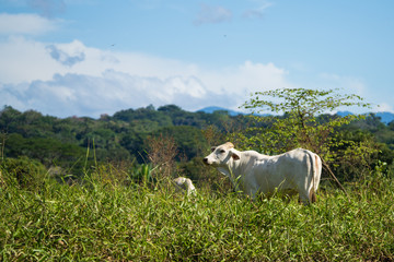 Fototapeta premium Cow on the shore of the Tarcoles river in Costa Rica