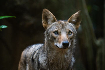 Closeup portrait of a coyote with an eye injury