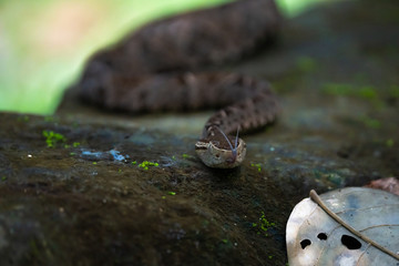 Fer-de-lance on a rock