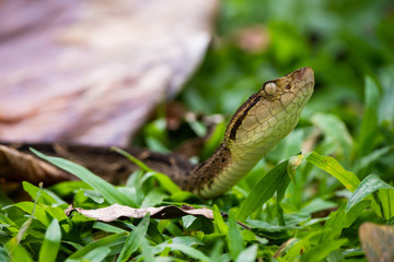 fer-de-lance in high grass
