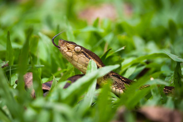 fer-de-lance in high grass