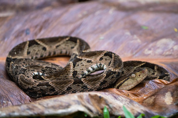 Fer-de-lance on a big dead leaf