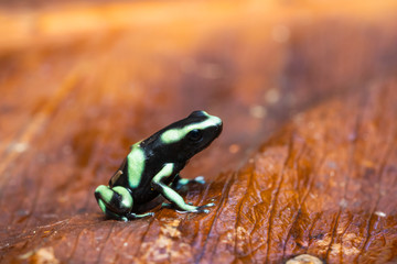 Green and black poison dart frog on a dead leaf in the jungle of Costa Rica