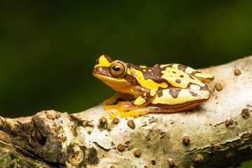 Hourglass tree frog in a tree
