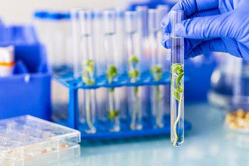 Biotechnology and laboratory research on organic plant cultivation.