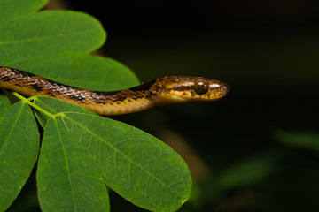 Northern cat-eyed snake in a tree
