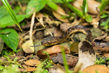 Northern cat-eyed snake on the ground