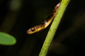 Northern cat-eyed snake in a tree