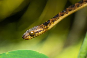Northern cat-eyed snake in a tree