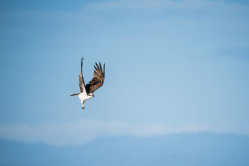 Osprey flying in front of a blue sky in Costa Rica