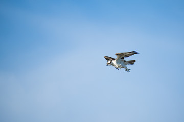 Osprey flying in front of a blue sky in Costa Rica