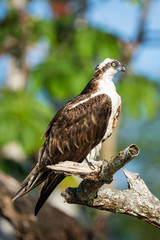 Osprey in a tree above the Tarcoles River in Costa Rica