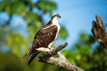 Osprey in a tree above the Tarcoles River in Costa Rica