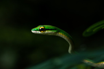 Closeup of a parrot snake in a tree