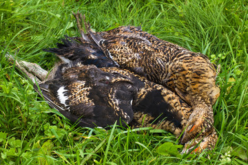 downed grouses lying on the grass