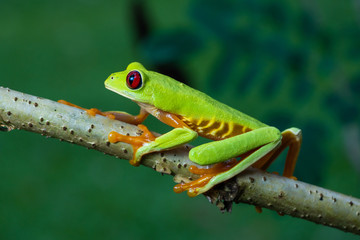 Rare red variant of the red eyed tree frog in a tree in Costa Rica