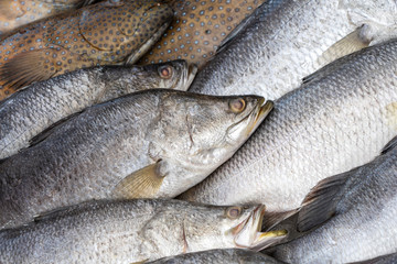 Fresh sea fish for sell at the street food market in Kota Kinabalu, Borneo, Malaysia, close up seafood