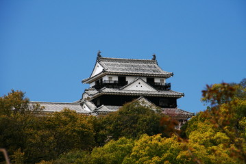 松山城と桜と青空　