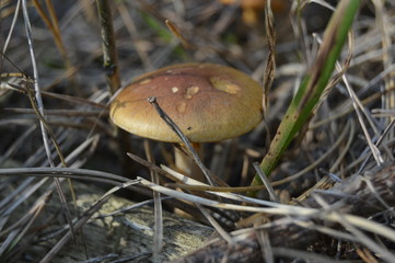 Mushroom in the forest
