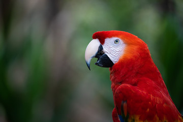 Closeup portrait of a scarlet macaw