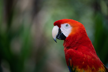 Fototapeta na wymiar Closeup portrait of a scarlet macaw