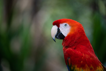 Closeup portrait of a scarlet macaw