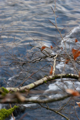Leaves
