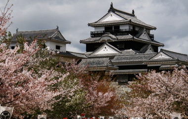 Fototapeta premium 松山城と桜と青空 