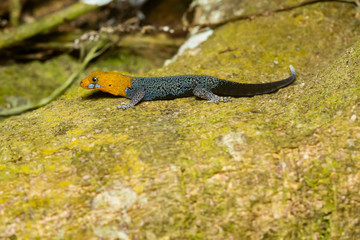 Yellow headed gecko on a tree