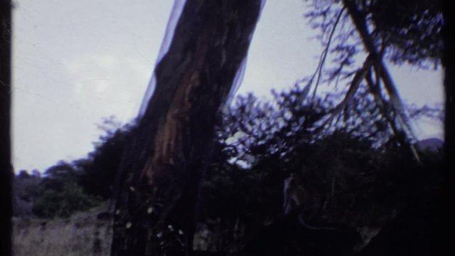 KENYA-1969: Man Standing In A Gazebo Then A Low Angle A Monkey Climbing A Tree