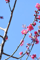 梅の花　紅梅