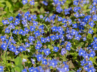 Fototapeta premium Blühender Ehrenpreis ,Veronica, im Frühling