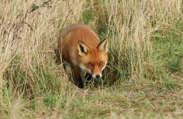 A magnificent wild Red Fox, Vulpes vulpes, hunting for food in a field.