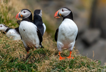 The Atlantic puffin, also known as the common puffin