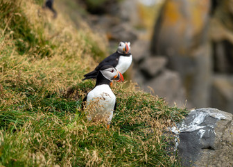 The Atlantic puffin, also known as the common puffin