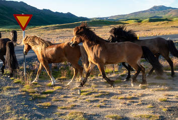 Fototapeta na wymiar A herd of Icelandic horses in a pasture in Iceland