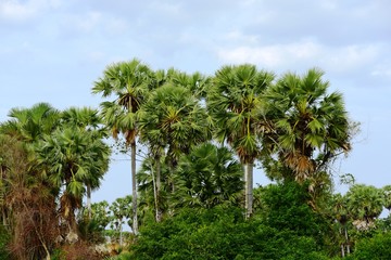 Fototapeta na wymiar View of sugar palm and green rice fields