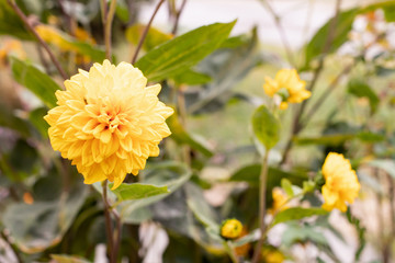 Yellow peony dahlia on a high stalk