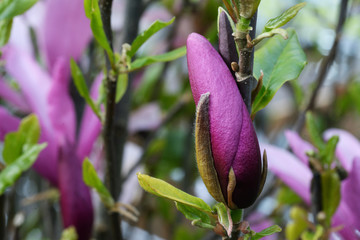 Magnolia in the spring