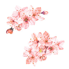 Fototapeta na wymiar Watercolor hand painted sakura cherry blossom flowers illustration isolated on white background