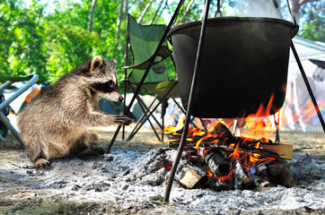 Curious cute raccoon warms his paws near the bonfire on which food is cooking