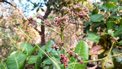 Cashew flowers are plants that can be eaten with fruit.