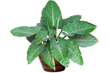 Giant Philodendron or Giant Elephant Ear in pot isolated on white background included clipping path.