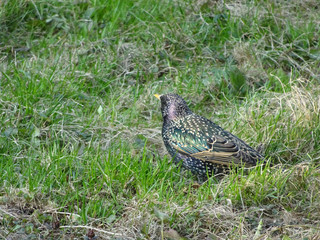 young starling among spring grass