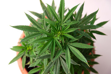 Naklejka na ściany i meble bush of marijuana in a flower pot on a white background