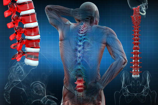 Anatomical vision back pain. Spine anatomy. 3D illustration.