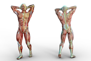 Muscular man front and back view anatomical vision. 3D illustration.